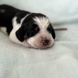 Snow White - Black white and tan female English Springer Spaniel puppy in Cleburne, Texas from Powers English Springer Spaniels