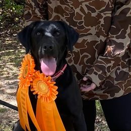 Daisy - Labrador Retriever