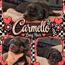 Carmello - Chocolate and tan female Dachshund puppy in Duncan, Arizona from Bootheel Doxies & Poms