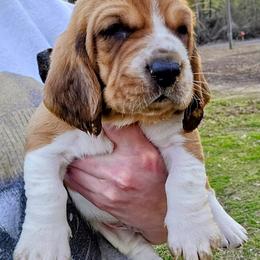 Black boy - Red and white male Basset Hound puppy in Converse, Louisiana from Walkers Catuna Bassett Hounds