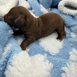 Chocolate Baby - Chocolate male Dachshund puppy in Tracy, California from JnA Dachshunds