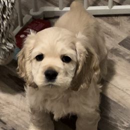 Cody - Buff Cocker Spaniel puppy in Idaho from Rocky's Cocker Spaniels