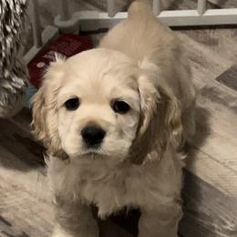 Cody - Buff Cocker Spaniel puppy in Idaho from Rocky's Cocker Spaniels