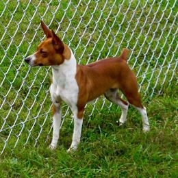 Ember - Rat Terrier