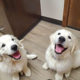 Golden Retriever Puppies from Kansas Prairie Pups