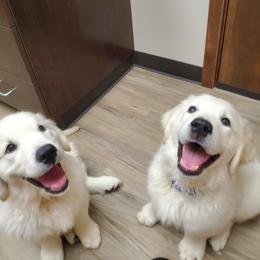 Golden Retriever Puppies from Kansas Prairie Pups