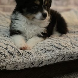 Miniature Australian Shepherd Puppies from Scearce breeders