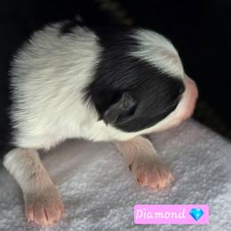 Diamond - Black tri female Miniature Australian Shepherd puppy in Powell Butte, Oregon from Willow Lane Ranch
