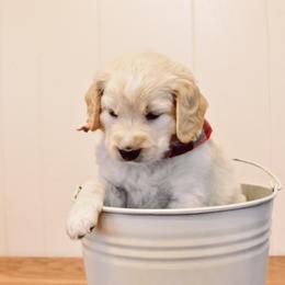 Goldendoodle Puppies from Tuxedo Mountain Doodles