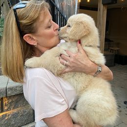 Golden Retriever Puppies from EP's Golden Retrievers