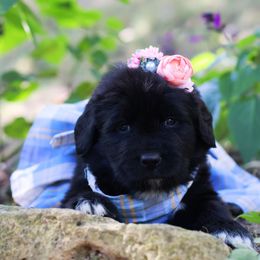 Siren - Black female Newfoundland puppy in Madison, Wisconsin from Riddle Family Newfoundland