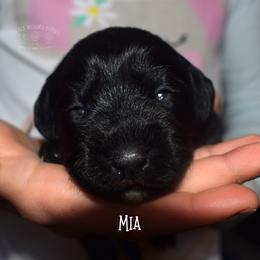 Mia - Black female Schnoodle puppy in Sedalia, Missouri from Farmer Brown's Puppies