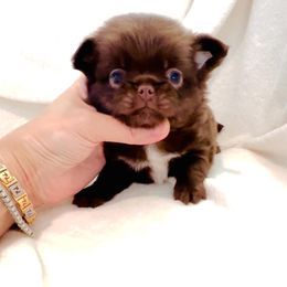 Girl,chocolate $8000 - Chihuahua puppy from Eva's Chihuahua