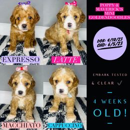 Aussiedoodle and Goldendoodle Puppies from Hot Springs Kennels