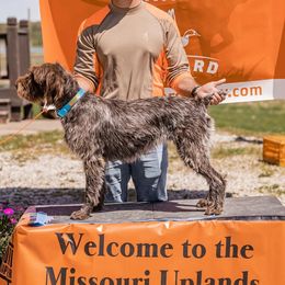 Wirehaired Pointing Griffons from Natural State Griffons
