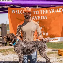 Wirehaired Pointing Griffons from Natural State Griffons