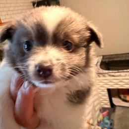 Nico - Blue and white male Chihuahua puppy in Bellmore, New York from Alyce’s Angels