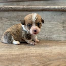 Brie - Red and white female American Corgi puppy in Pahrump, Nevada from Desert Sunset Corgis