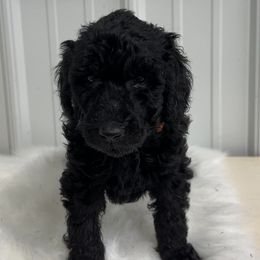 Orange - Black male Poodle puppy in Hamilton, Ohio from Grandview Farm