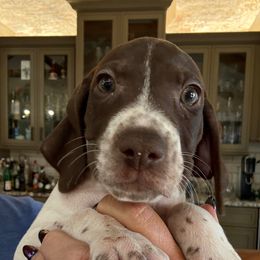 Pinto Bean - Liver and white female German Shorthaired Pointer puppy in San Antonio, Texas from Alvarado Farm Kennels, LLC