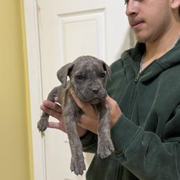 Boy 2 - Gray brindle male Cane Corso puppy in Kaufman, Texas from Phantom Corsos