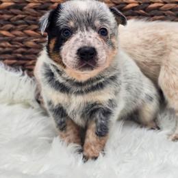 (Blue) Blue Male - Blue speckled male Australian Cattle Dog puppy in Burleson, Texas from Bluebonnet Heelers