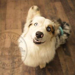 Cotton - American Corgi