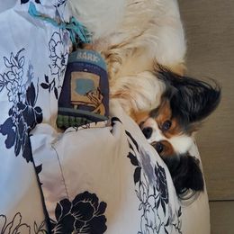 Chihuahuas, Chinese Cresteds, and Papillons from Fabulis Toys (Chinese Crested, Papillons, Chihuahuas)