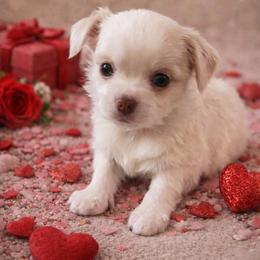 AKC Max - Cream and white male Chihuahua puppy in Rowlett, Texas from Sugar Cookie Chihuahuas