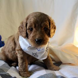 Bernedoodle, Goldendoodle, and Poodle Puppies from Raintree Standard Poodles & Mini Doodles