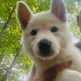 Izzy vom Whitewolf (yellow) - White female Berger Blanc Suisse puppy in Blacksburg, South Carolina from Whitewolf Kennels