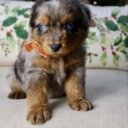 Sweet potato - male Australian Mountain Doodle puppy in Murray, Utah from Sun Valley Doodles