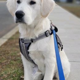 Golden Retriever Puppies from Mountain Laurel Goldens