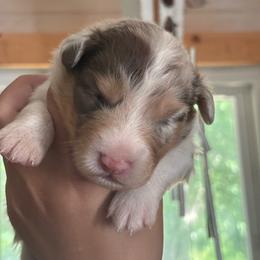 Dorothy - Red merle female Australian Shepherd puppy in Morrow, Ohio from OakHaven Acres Aussies