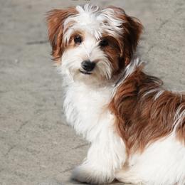 Havanese, Havapoos, Maltese, and Maltipoos from Denise Clark