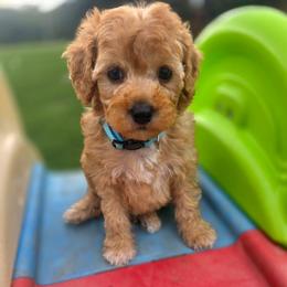 J o h n   (L e n n o n) - male Cavapoochon puppy in Bullard, Texas from Cavapoochon Central LLC