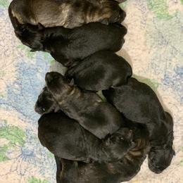 German Shepherd and Miniature American Shepherd Puppies from Bouchard’s Best Shepherds