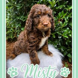 Misty - Phantom female Goldendoodle puppy in Charlotte, North Carolina from Hopeful Heart Doodles