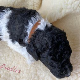 Poodle Puppies from Rosegold Poodles
