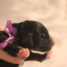 Bernedoodle, Goldendoodle, and Poodle Puppies from DN Poodles and Doodles