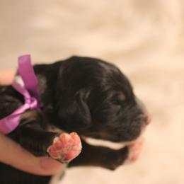 Bernedoodle, Goldendoodle, and Poodle Puppies from DN Poodles and Doodles