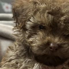 Havanese and Russian Tsvetnaya Bolonkas from Alchemy Havanese