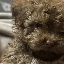 Havanese and Russian Tsvetnaya Bolonkas from Alchemy Havanese