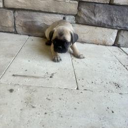 Boy 3 - Fawn male Pug puppy in Brooksville, Florida from Windsorsprings