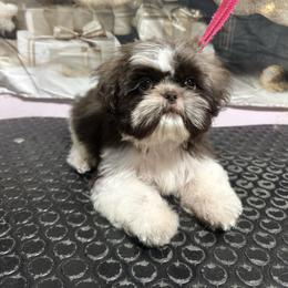 Duke - Chocolate male Shih Tzu puppy in California from Fairy Tails Shih Tzus CA