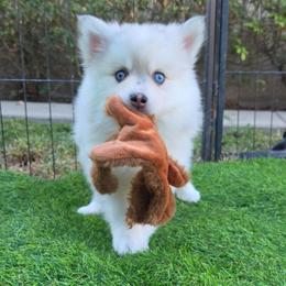 Olive - Merle female Pomsky puppy in La/Oc, California from SoCal Pomskies LLC