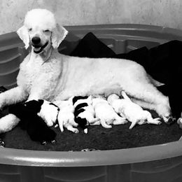 Poodle Puppies from Southern Standards