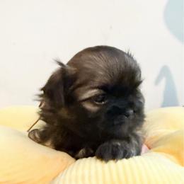 Max - Red male Shih Tzu puppy in Connersville, Indiana from Royal Blossom Shihtzus