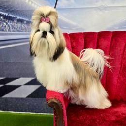 Halo - Shih Tzu