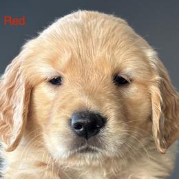 Red collar - Golden female Golden Retriever puppy in Vail, Arizona from Retrievers Gold AZ
